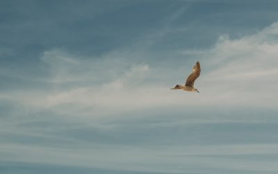 Après le vote de la loi « bâtir la société du bien-vieillir et de l’autonomie », le temps est venu de l’invention d’un vieillir digne de notre société